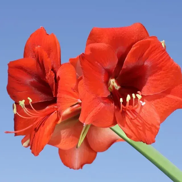 thumbnail for publication: Amaryllis